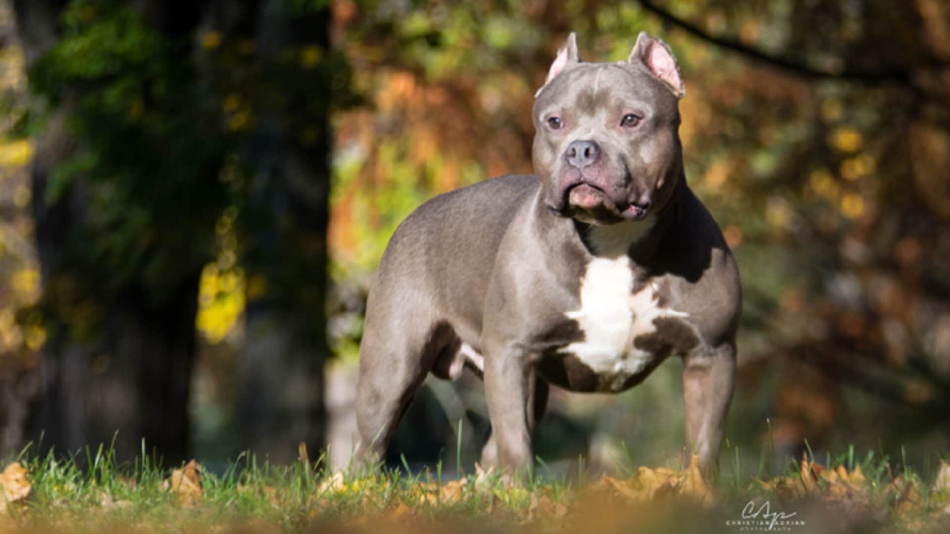 santé American bully