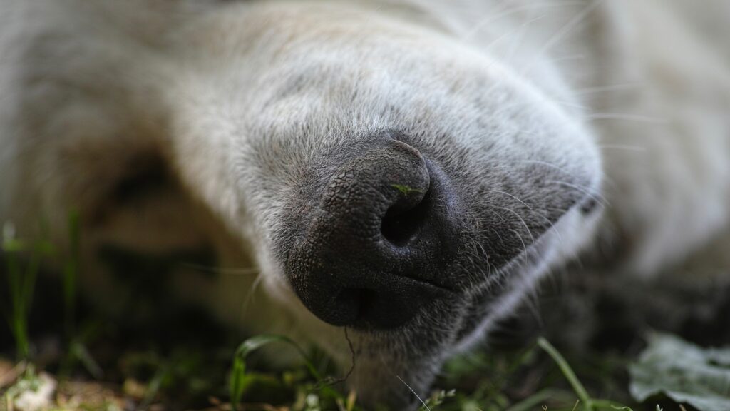 s'occuper d'un chien mort