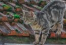 spécificités chat de gouttière