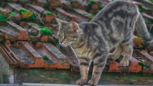 spécificités chat de gouttière