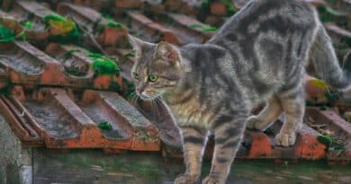 spécificités chat de gouttière