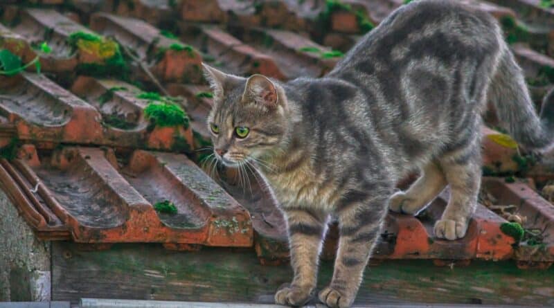 spécificités chat de gouttière