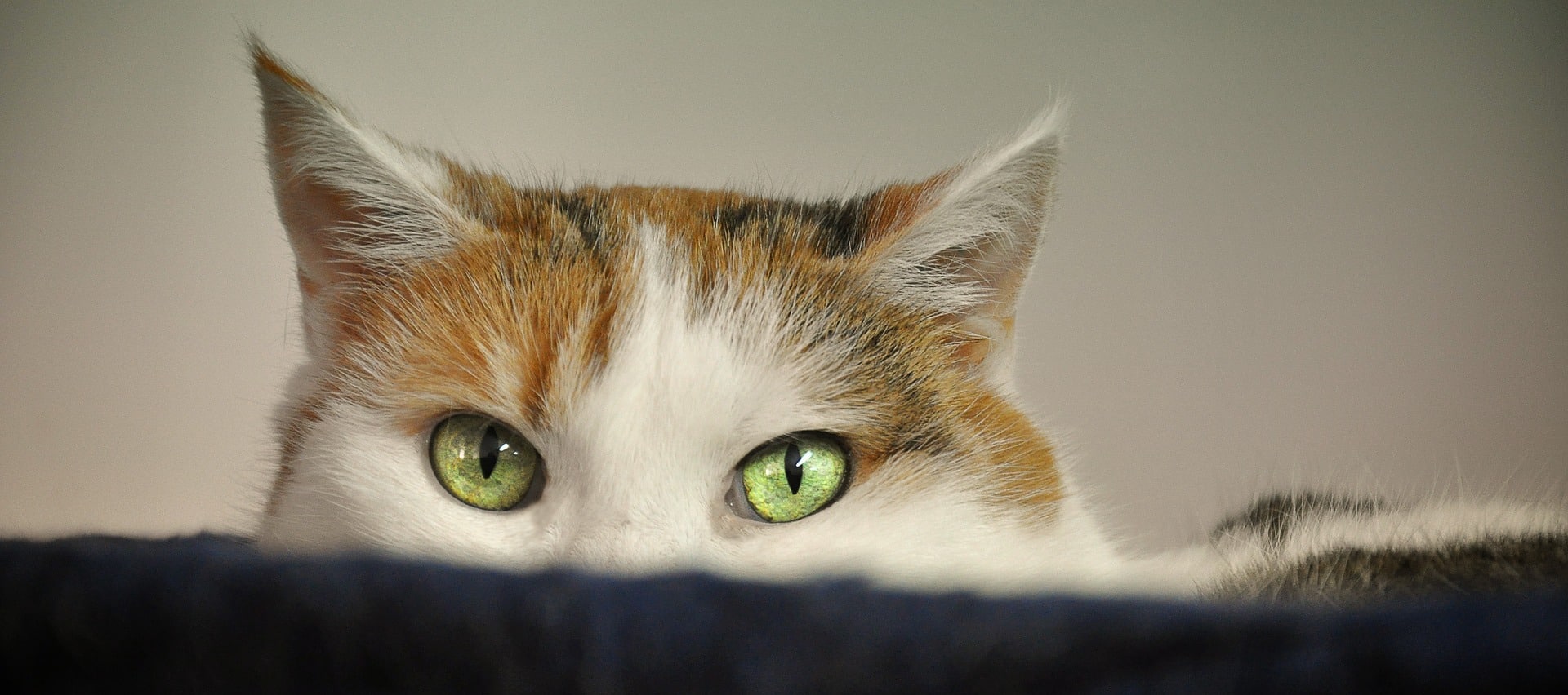 Chat Qui Se Mordent La Queue Expression Oreilles du chat : caractéristiques, utilités et maladies