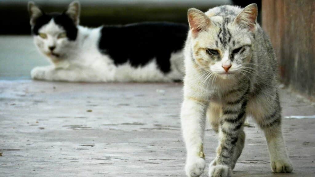 symptômes insuffisance ré,ale du chat