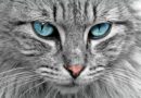 tatouage du chat