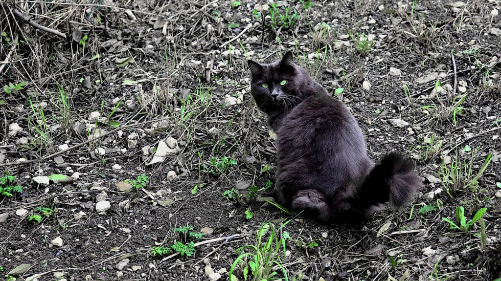 traitement chat constipé