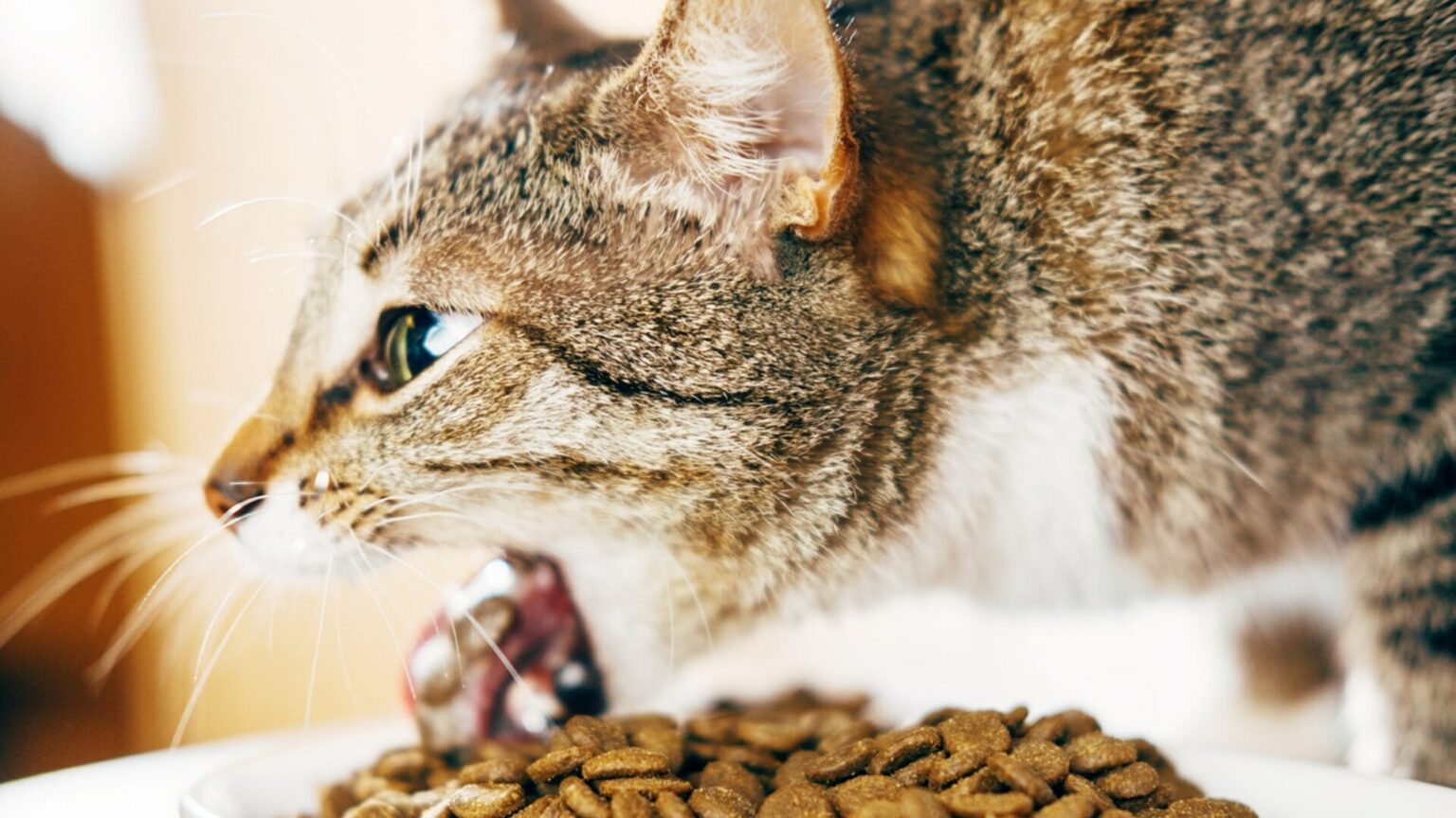 Chat qui vomit causes et traitements