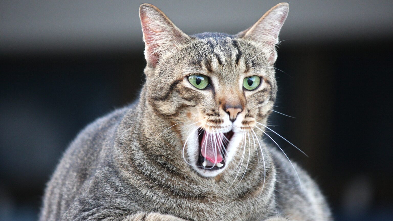 Hoquet du chat définition, causes, solutions