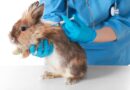 vaccin lapin