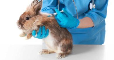 vaccin lapin