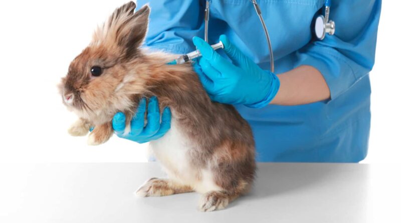 vaccin lapin