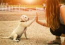 Éducation canine du chien de compagnie et du chien de chasse : pourquoi utiliser un collier de dressage ?