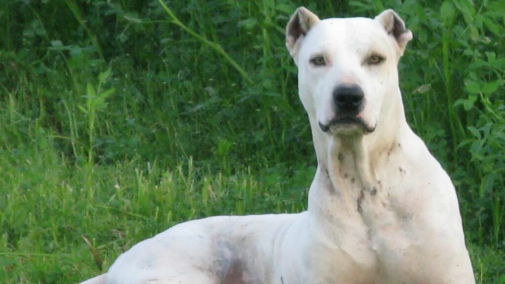 Allangu mastiff