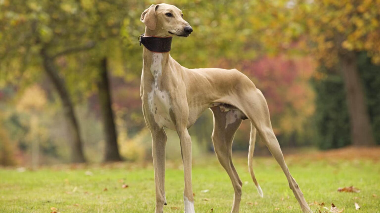 Chien de course notre top 8