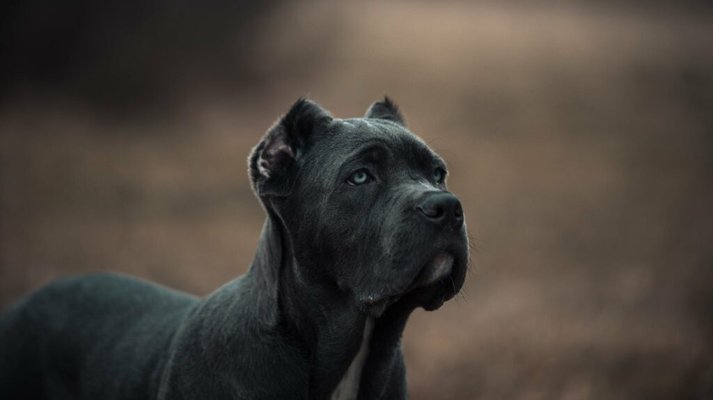 Bandog