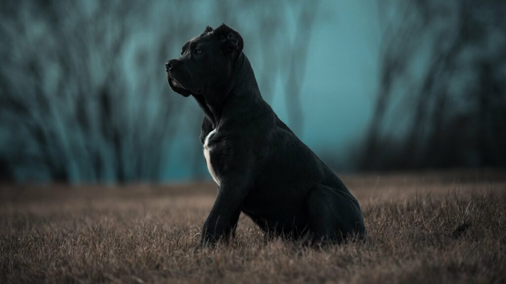 Bandog