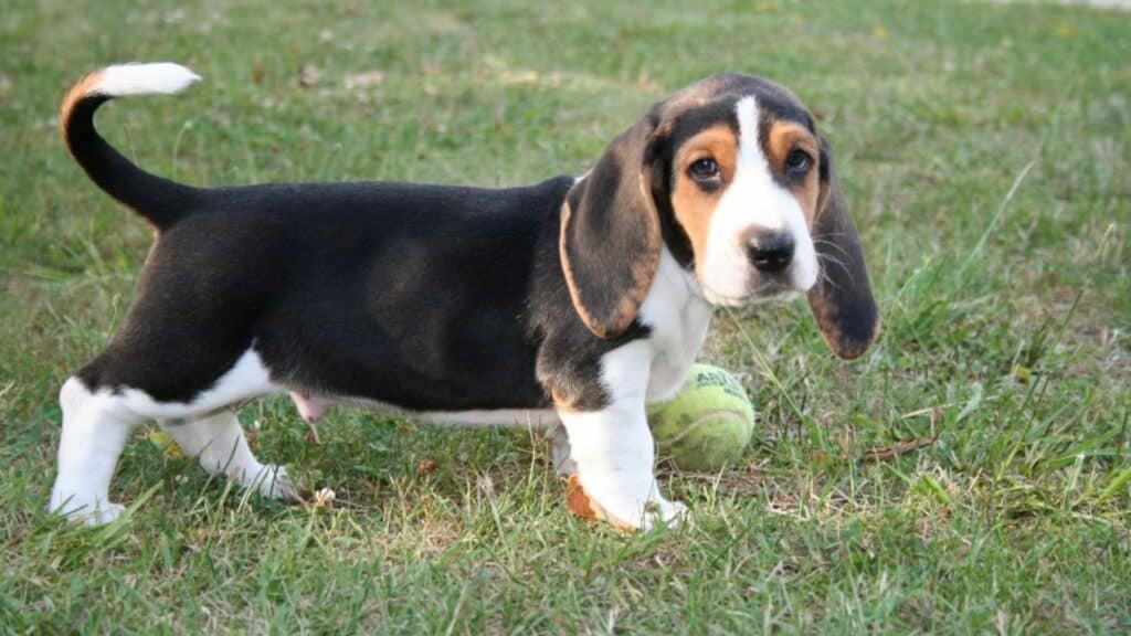 Basset artésien normand