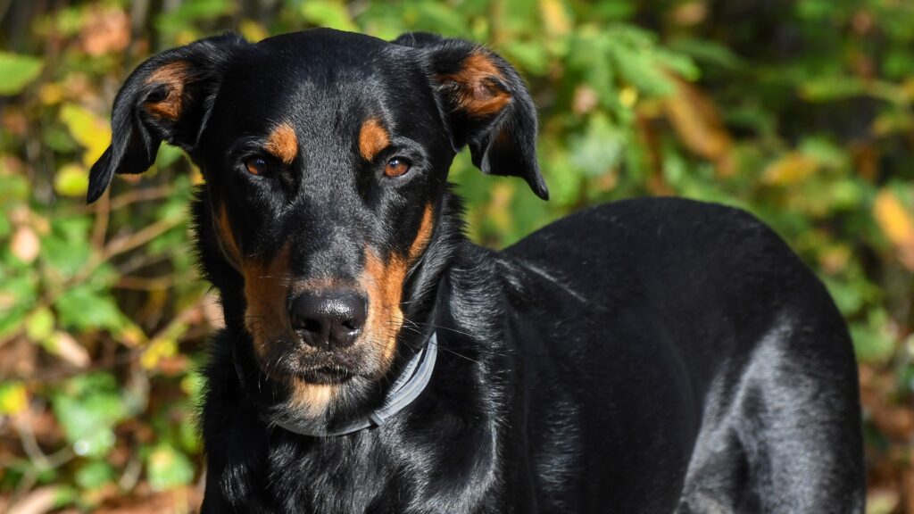 Beauceron