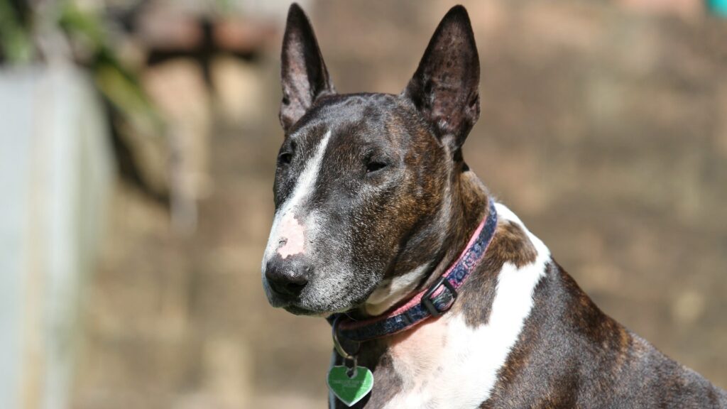 Bull terrier