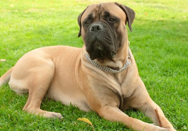 Bullmastiff