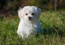 Chien blanc à poil long