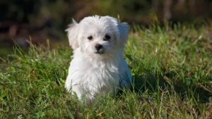 Chien blanc à poil long