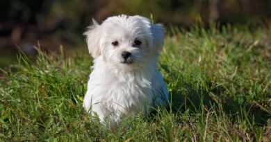 Chien blanc à poil long