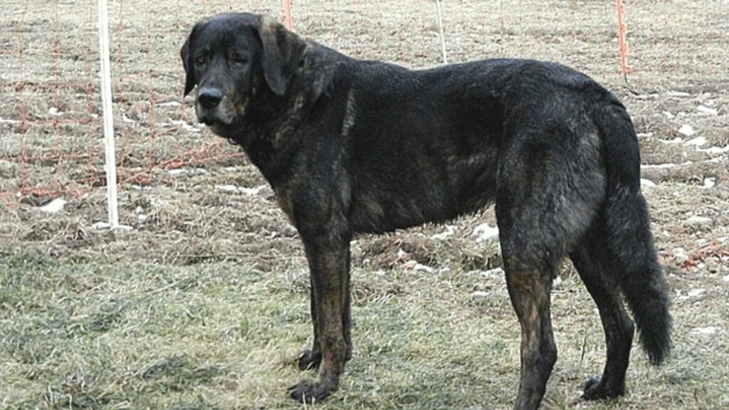 Chien de castro laboriero