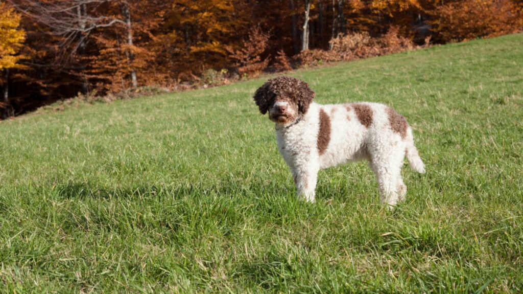 Chien d’eau romagnol