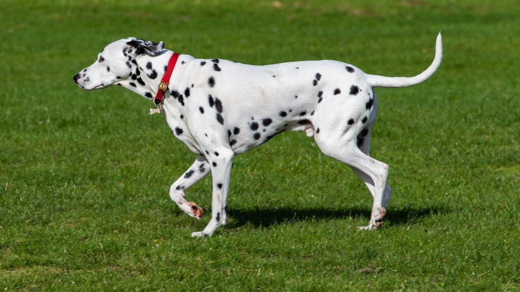 Dalmatien