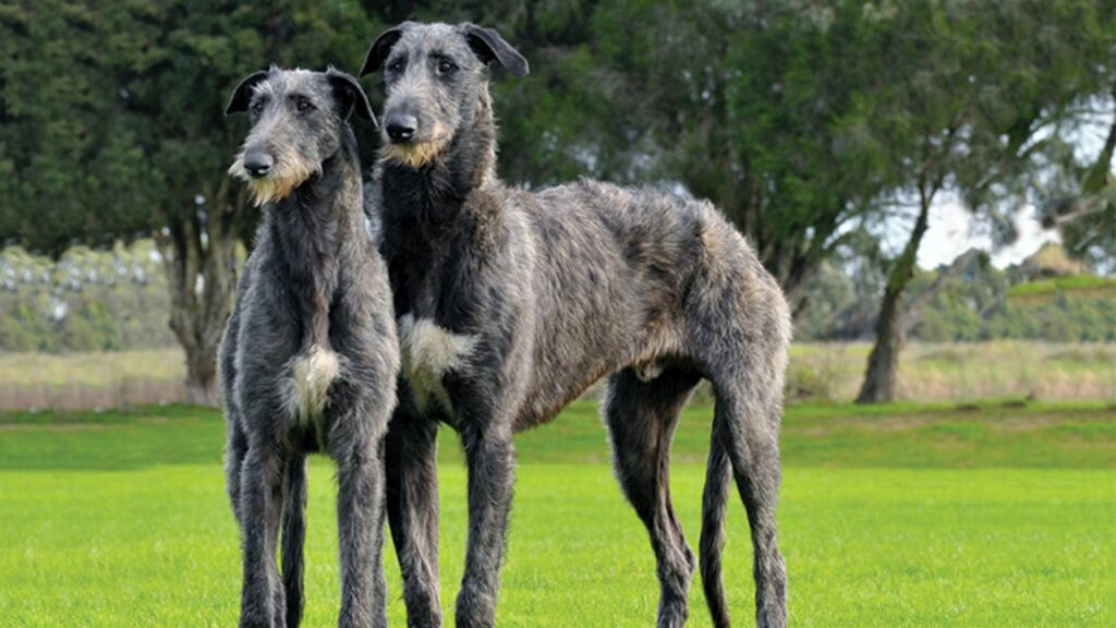 Deerhound