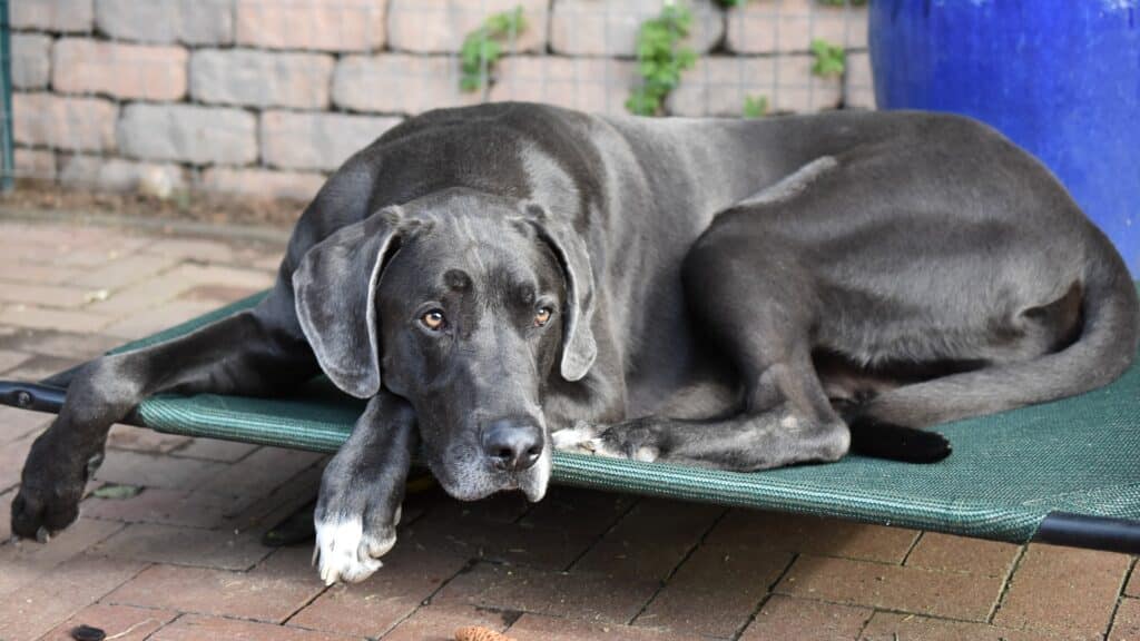 Dogue allemand