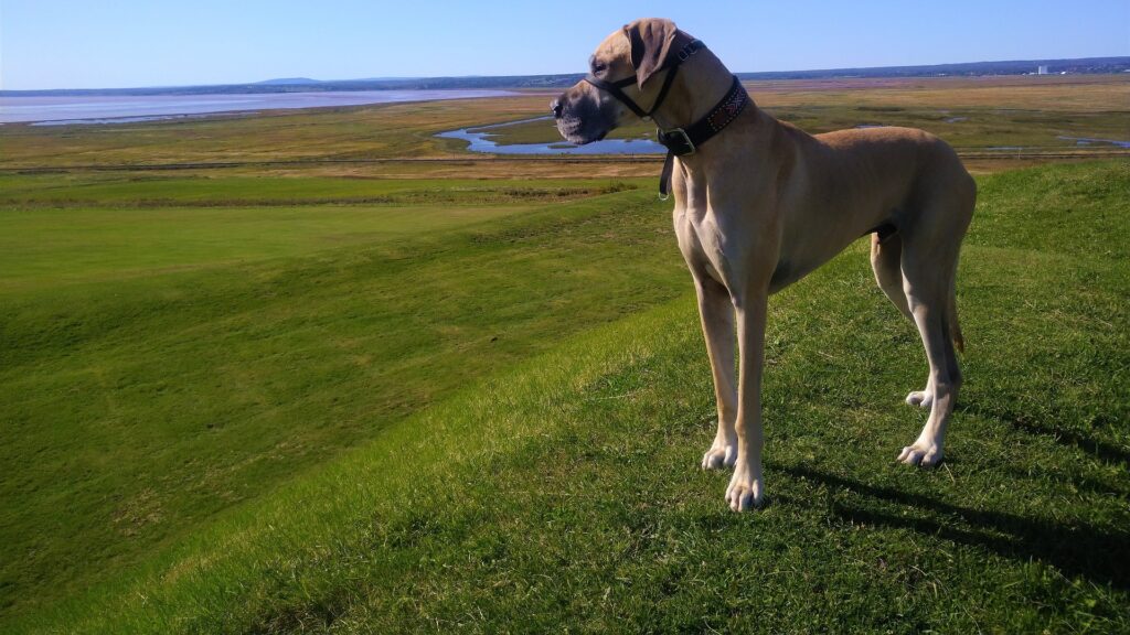 Dogue allemand