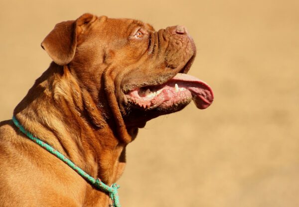 Dogue de Bordeaux