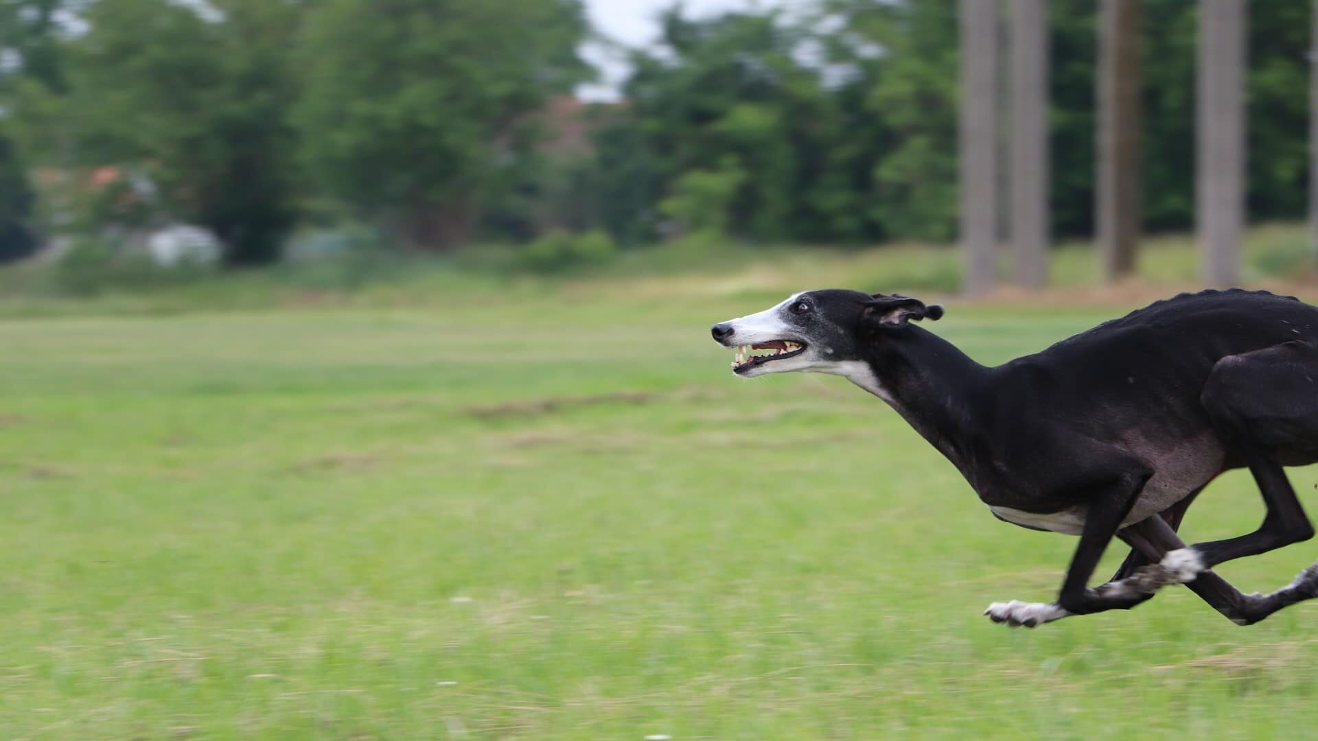 Chien de course notre top 8