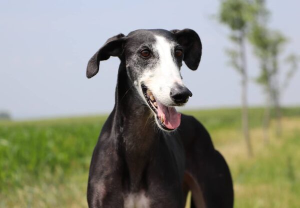 Galgo