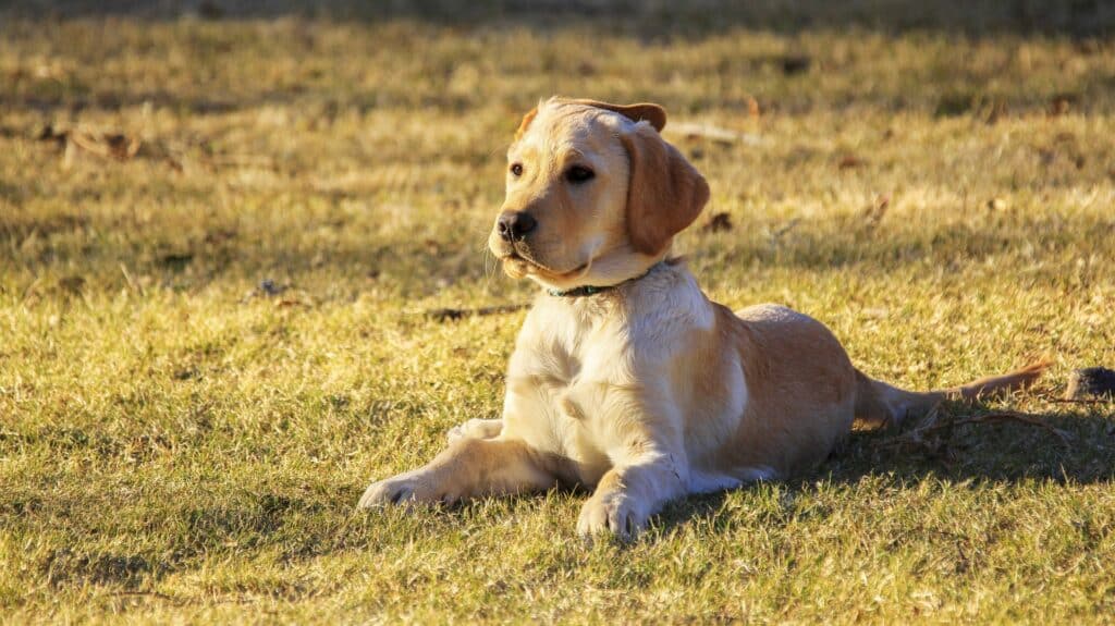 Golden retriever