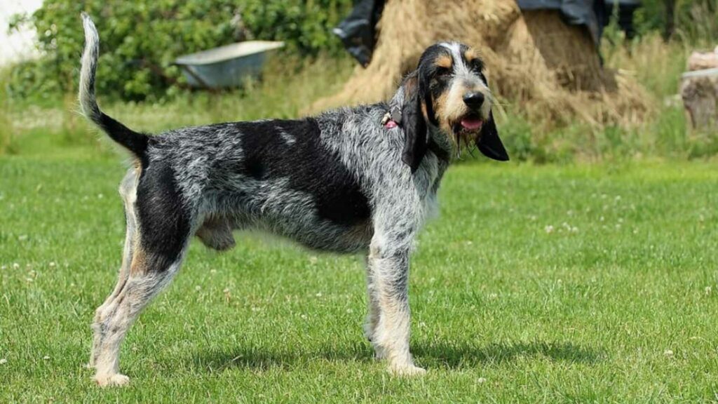 Griffon bleu de gascogne