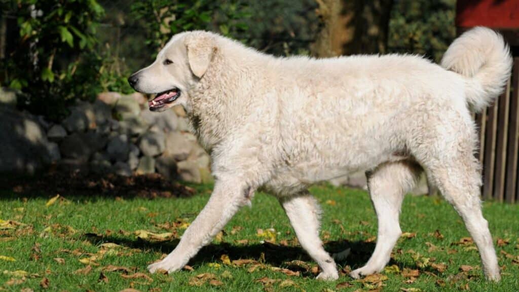 Kuvasz