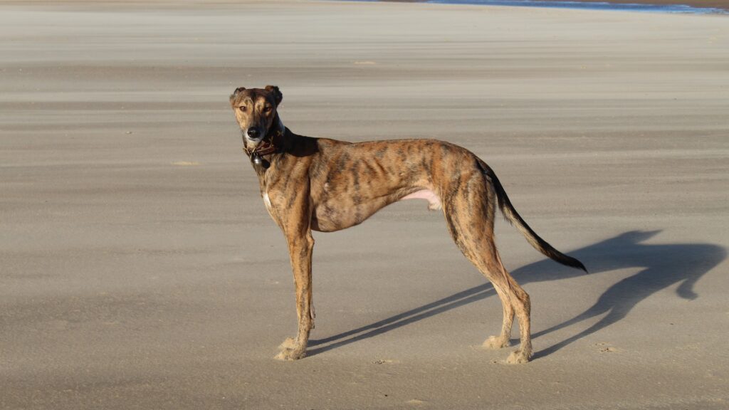 Lurcher