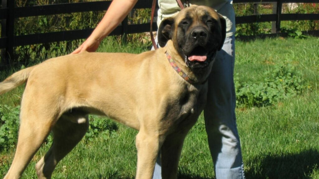 Mastiff américain