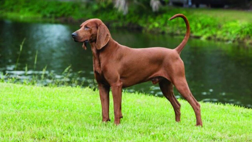 Redbone coonhound