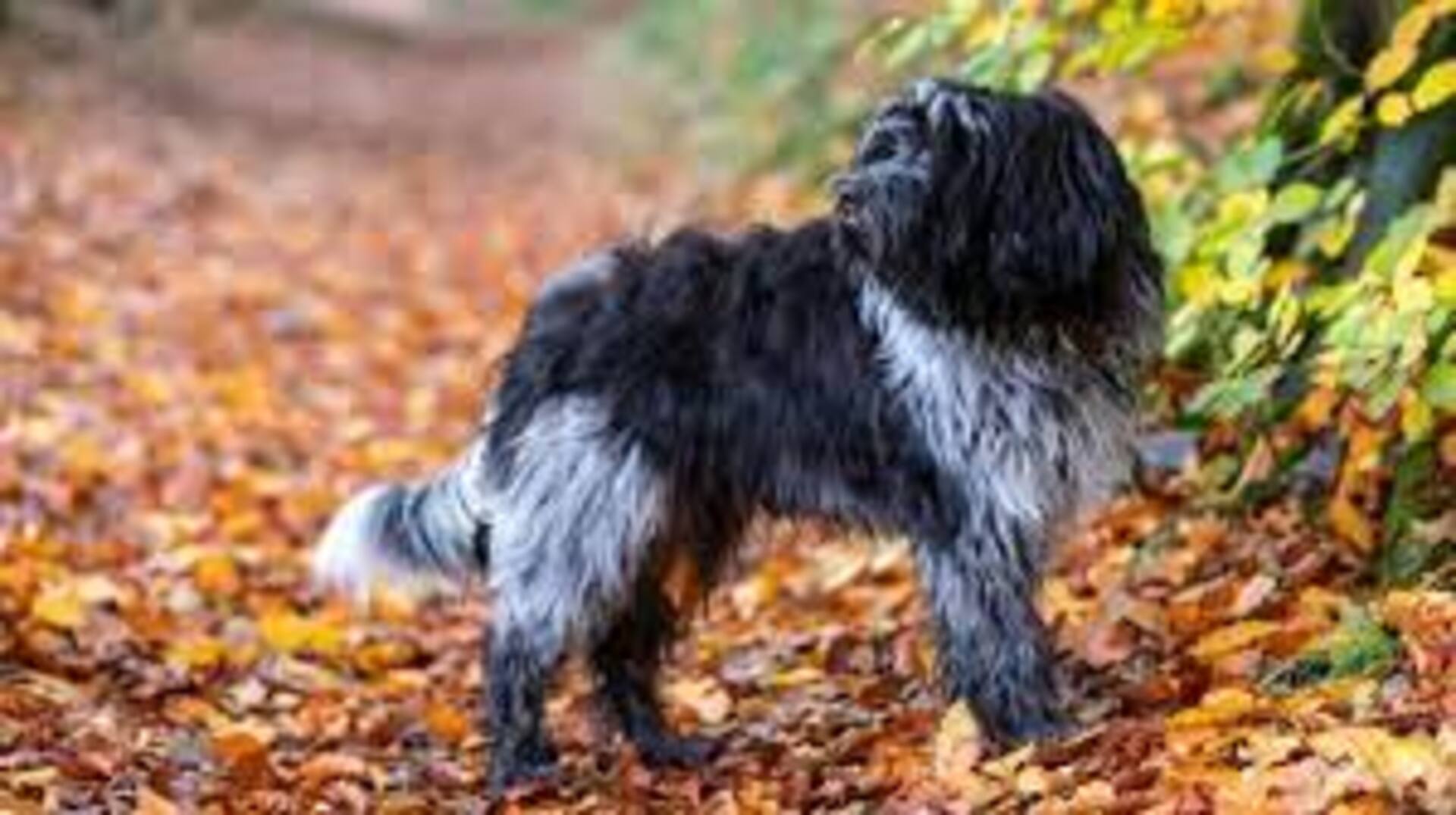 Schapendoes : Prix de ce chien, Caractère, Santé, Alimentation