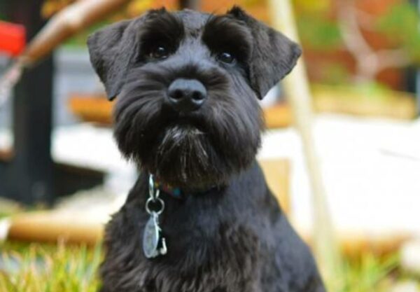 Schnauzer nain