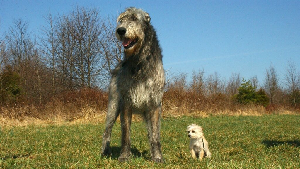 Wolfhound