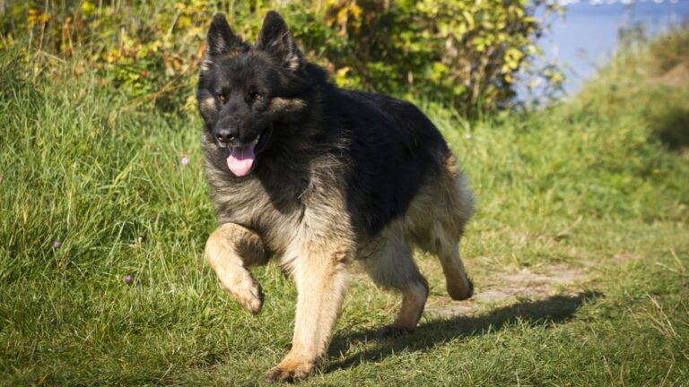 Berger allemand ancien type : Prix de ce chien, Caractère, Santé