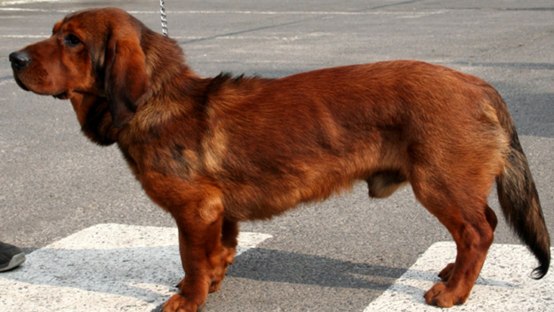 Basset des Alpes : Prix de ce chien, Caractère, Santé, Alimentation