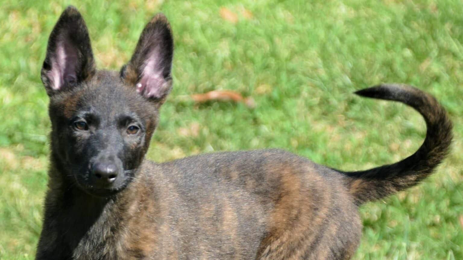 Berger hollandais Prix de ce chien, Caractère, Santé, Alimentation