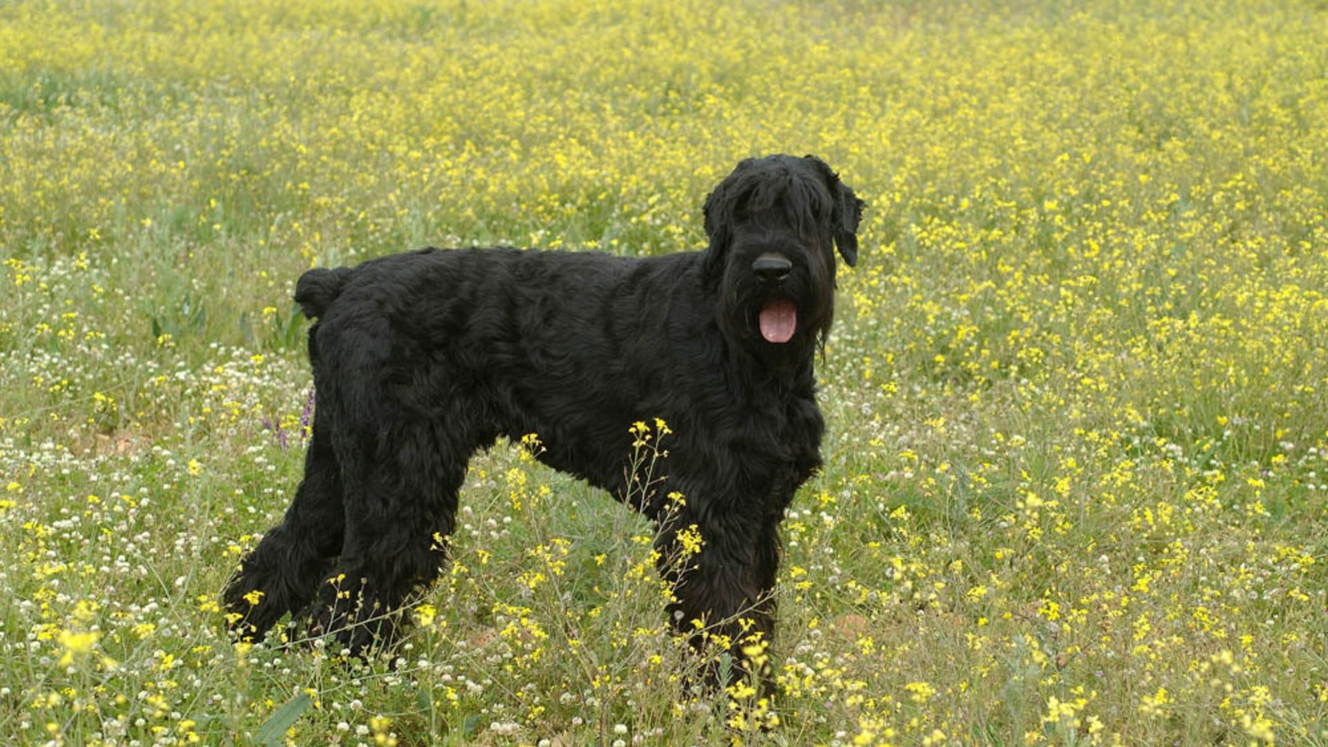 adopter Schnauzer géant 1