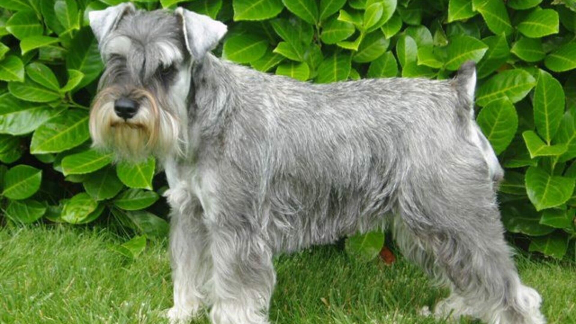 adopter Schnauzer nain